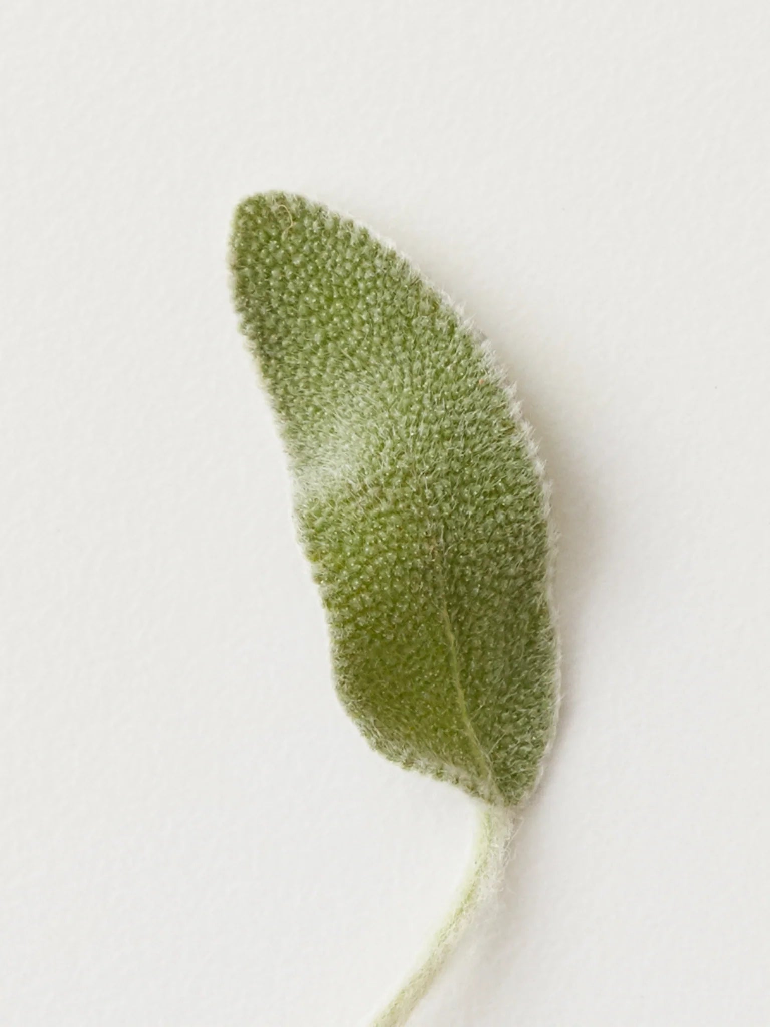 RENEW Clarifying Shampoo